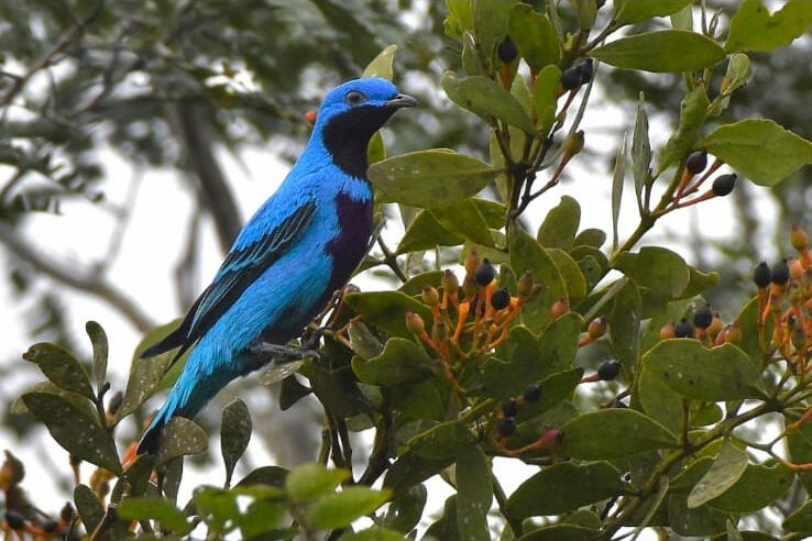 Lovely Cotinga (Cotinga amabilis)