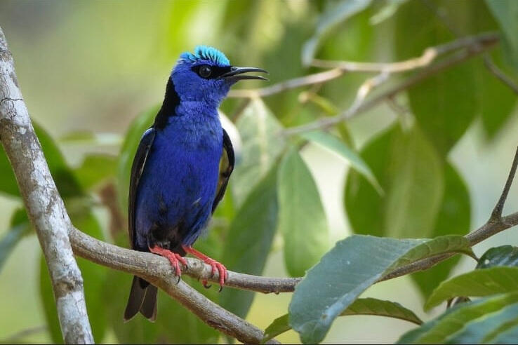 Red-legged Honeycreeper (Cyanerpes cyaneus)