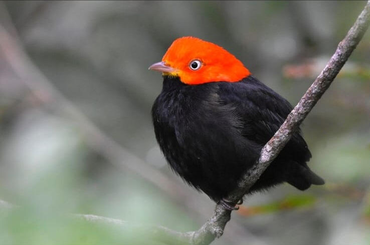 Red-capped Manakin (Ceratopipra mentalis)