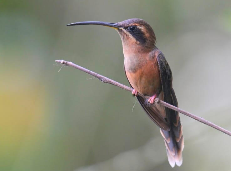 Stripe-throated Hermit (Phaethornis striigularis)
