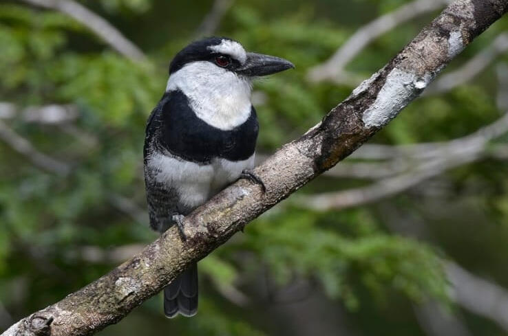 White-necked Puffbird (Notharchus hyperrhynchus)