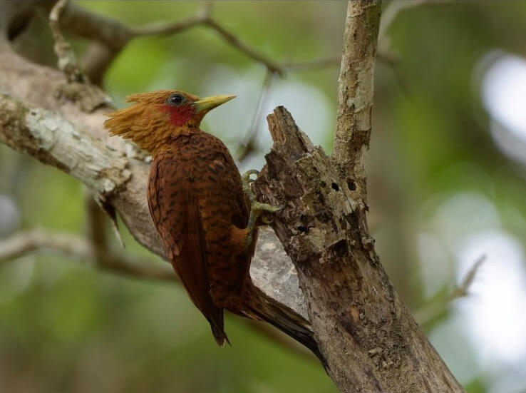 Chestnut-coloured Woodpecker (Celeus castaneus)