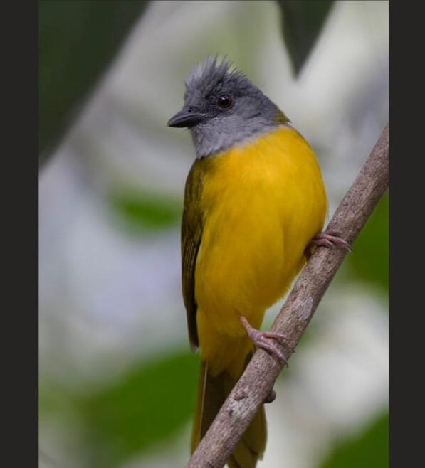Grey-headed Tanager (Eucometis penicillata)