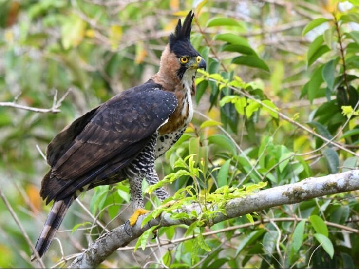 Ornate Hawk-Eagle (Spizaetus ornatus)