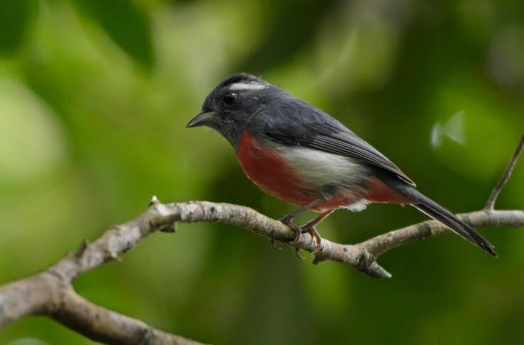 Grey-throated Chat (Granatellus sallaei)