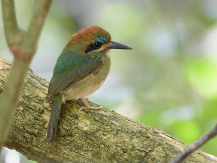 Tody Motmot (Hylomanes momotula)